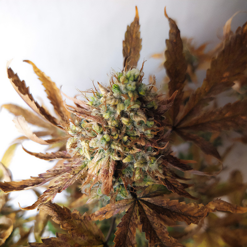 Bubba Cheese Auto autoflowering Cannabissamen, Ansicht 2