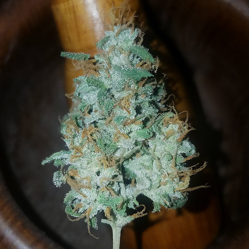 Bubba Cheese Auto autoflowering Cannabissamen, Ansicht 3