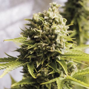Bubba Cheese Auto - Humboldt Seed Organization - Autoflowering Samen