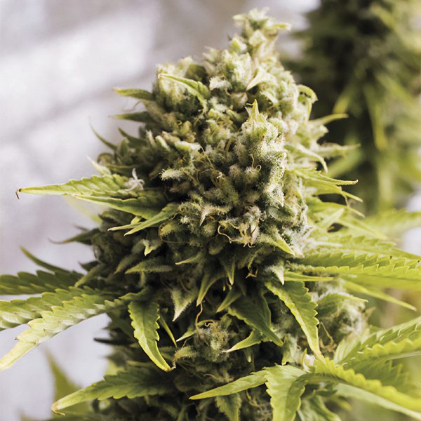 Bubba Cheese Auto - Humboldt Seed Organization - Autoflowering Samen
