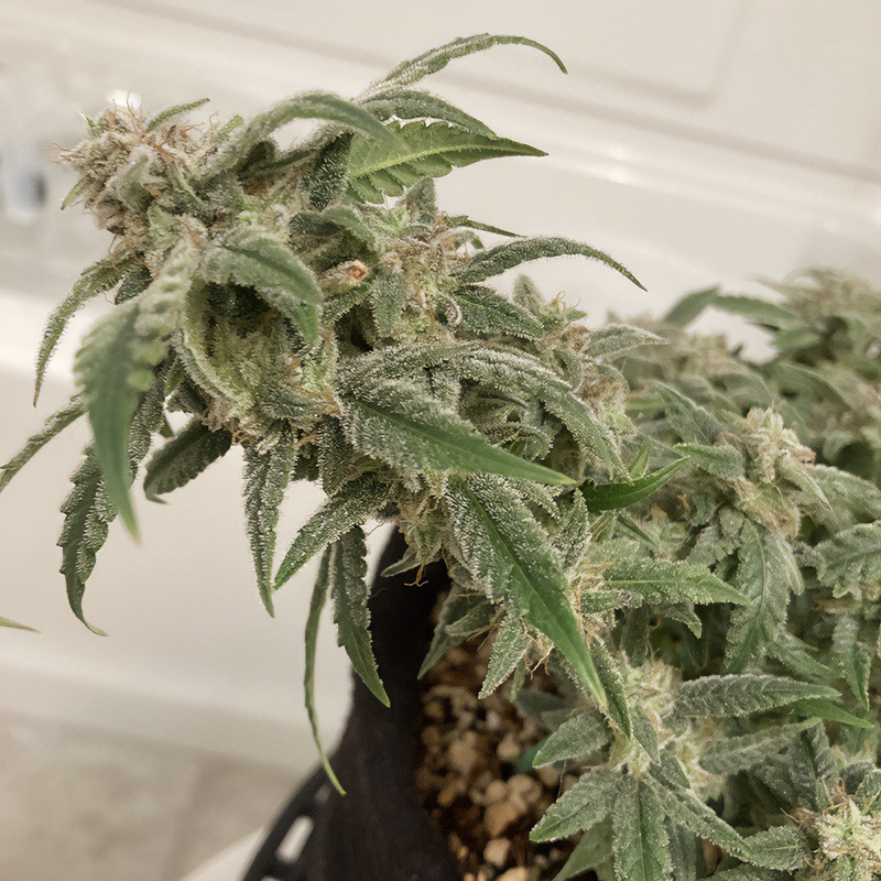 Bubba Kush Auto autoflowering Cannabissamen, Ansicht 2