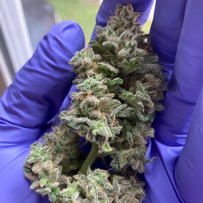 Bubba Kush Auto autoflowering Cannabissamen, Ansicht 3