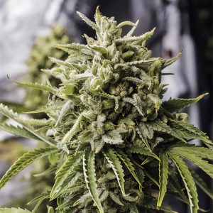 Bubba Kush Auto - Humboldt Seed Organization - Autoflowering Samen