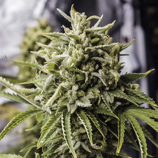 Bubba Kush Auto - Humboldt Seed Organization - Autoflowering Samen