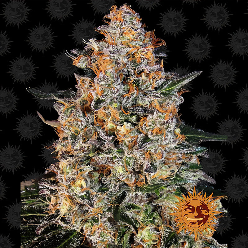 Bubba Kush - Barney's Farm - feminisierte Samen