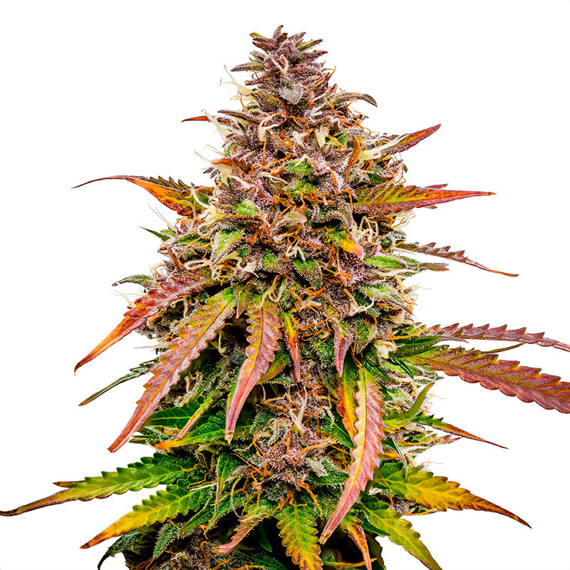 Bubble Kush Royal Queen Seeds Autoflowering Cannabissamen, Ansicht 2
