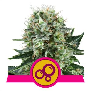 Bubble Kush - Royal Queen Seeds - feminisierte Samen