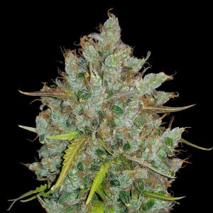 BubbleGum Auto - FastBuds - Autoflowering Samen
