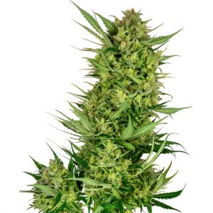 Buttercream Gelato - Sensi Seeds - feminisierte Samen