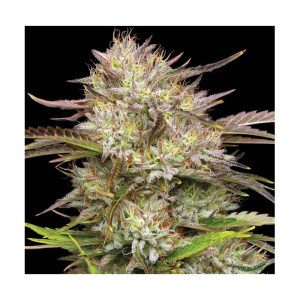 California Haze feminisierte Cannabissamen kaufen