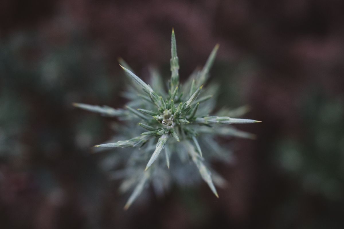 Cannabissamen anbauen von der Keimung bis zur Ernte