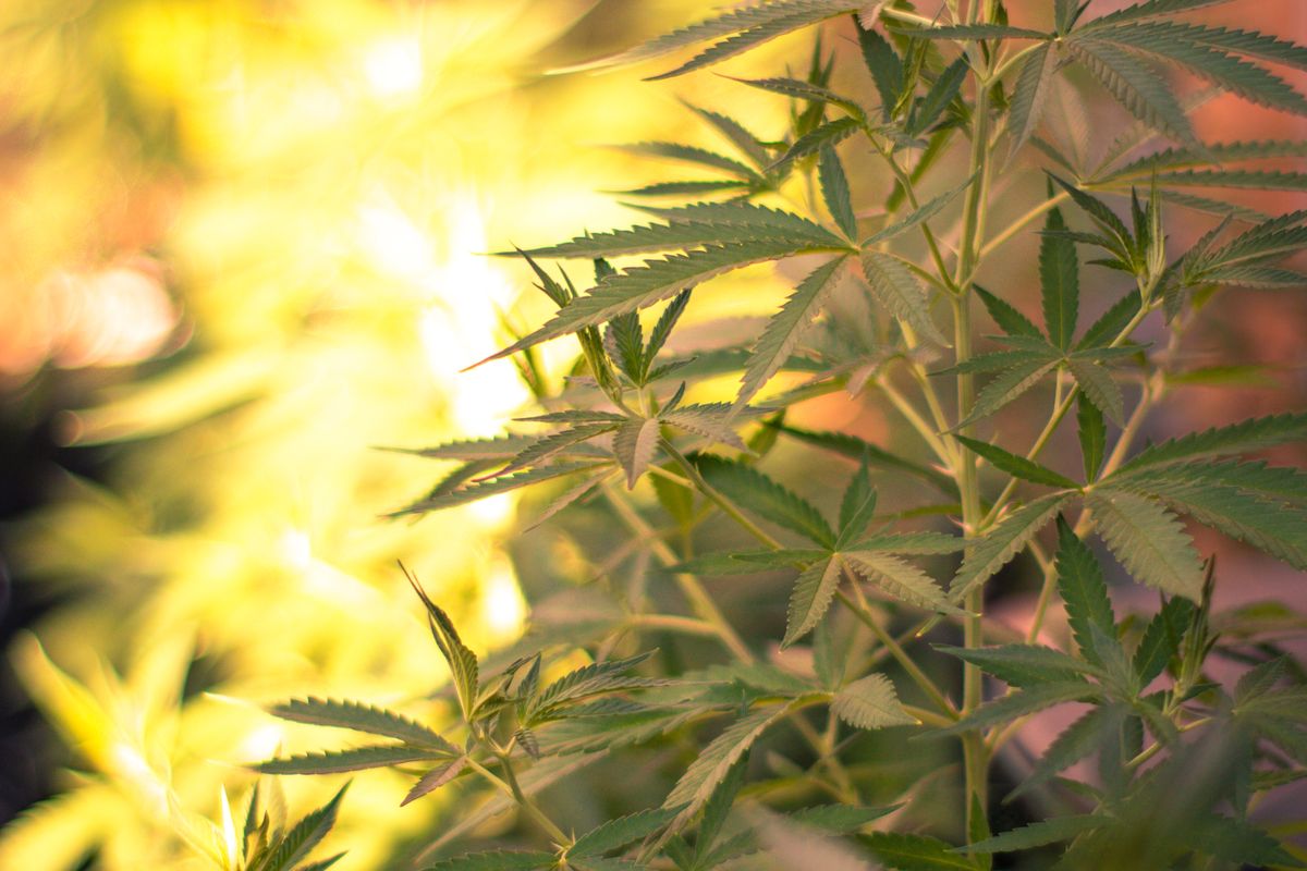 Cannabissamen für Indoor und Outdoor Anbau