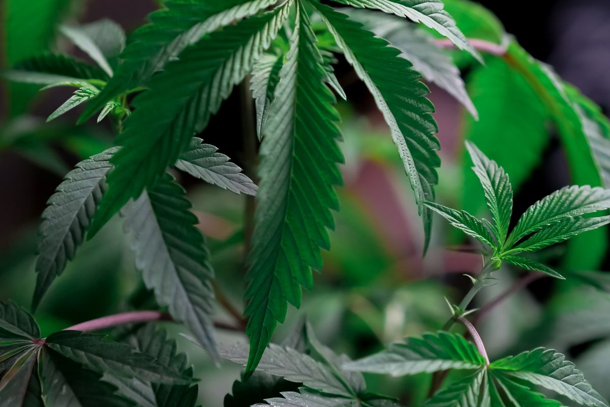 Cannabissamen legal kaufen in Deutschland