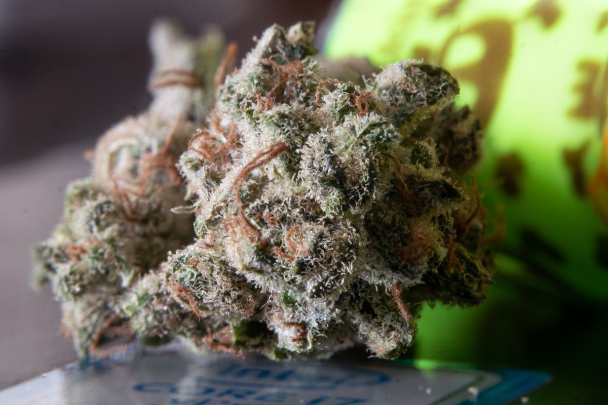 Feminisierte und autoflowering Cannabissamen