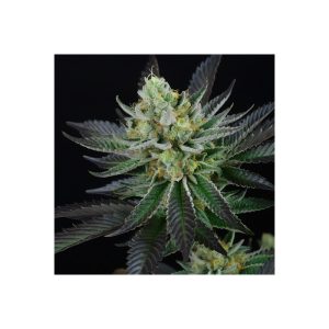 Capri - Perfect Tree - feminisierte Samen