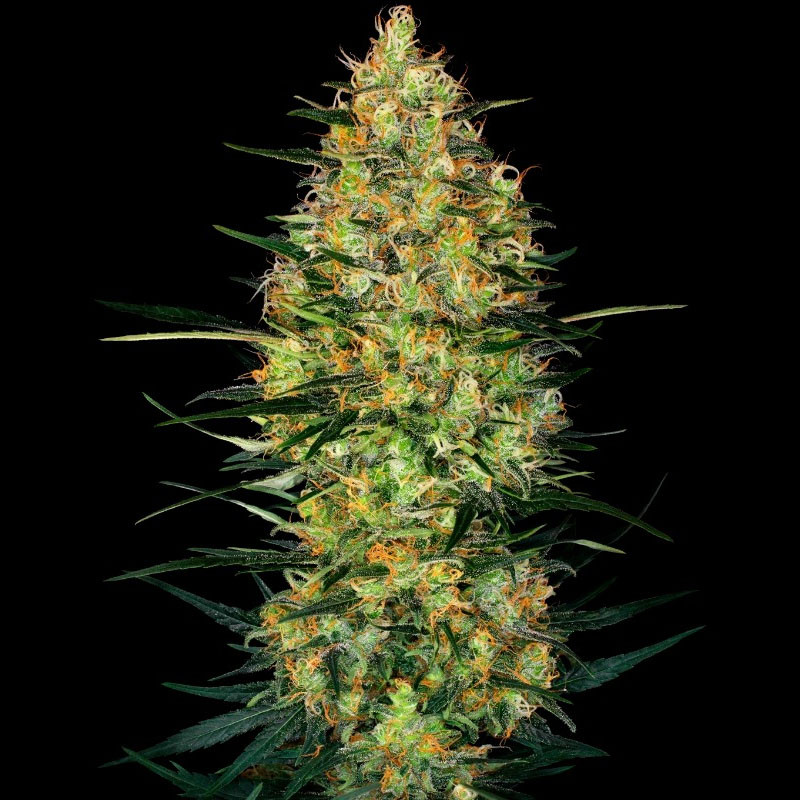 Caramellow Kush Auto - Sensi Seeds - Autoflowering Samen