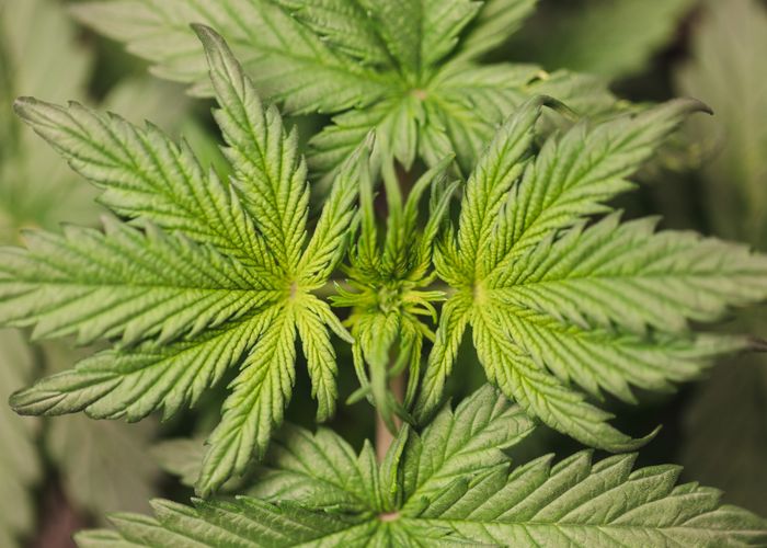 Autoflowering Cannabissamen