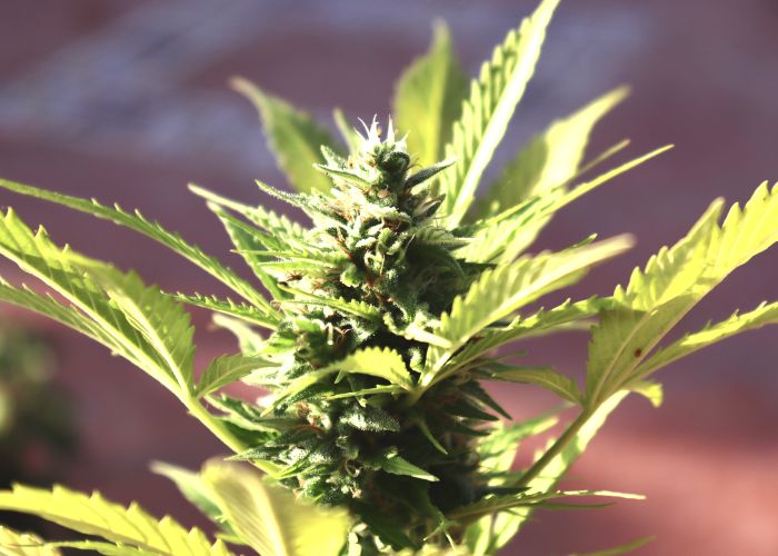 Feminisierte Cannabissamen