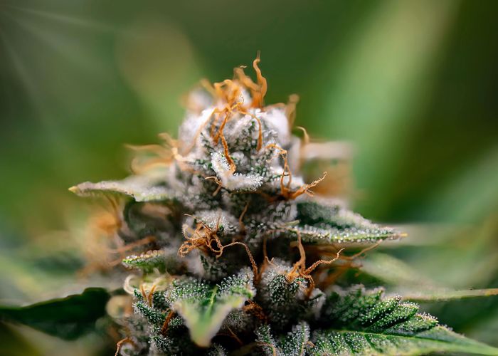 Reguläre Cannabissamen