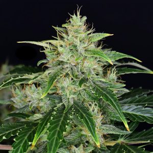 CBD Auto 20:1 - FastBuds - Samen