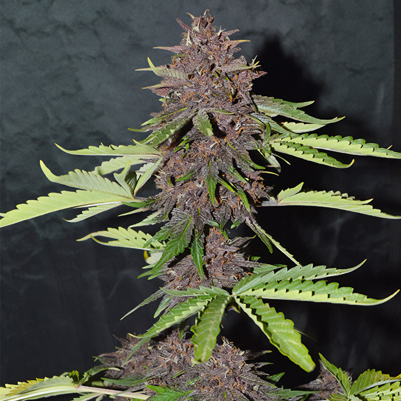 Cbd Auto Blackberry Kush Dutch Passion CBD Cannabissamen, Ansicht 3