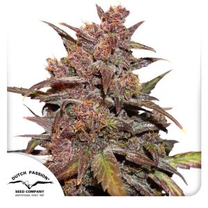 CBD Auto Blackberry Kush - Dutch Passion - Samen