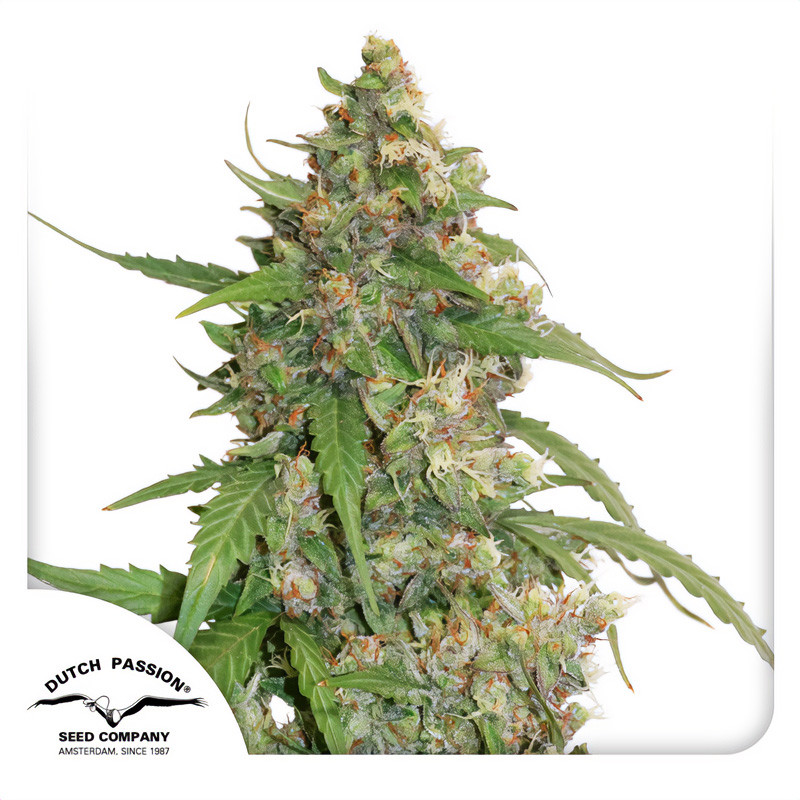 CBD Auto Compassion Lime - Dutch Passion - Samen