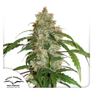 CBD Auto White Widow - Dutch Passion - Samen
