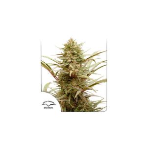 CBD Compassion - Dutch Passion - Samen