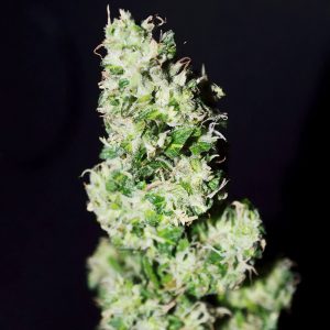 CBD Crack Auto 1.1 - FastBuds - Samen