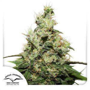 CBD Kush - Dutch Passion - Samen