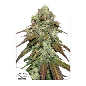 CBD Mazar - Dutch Passion - Samen