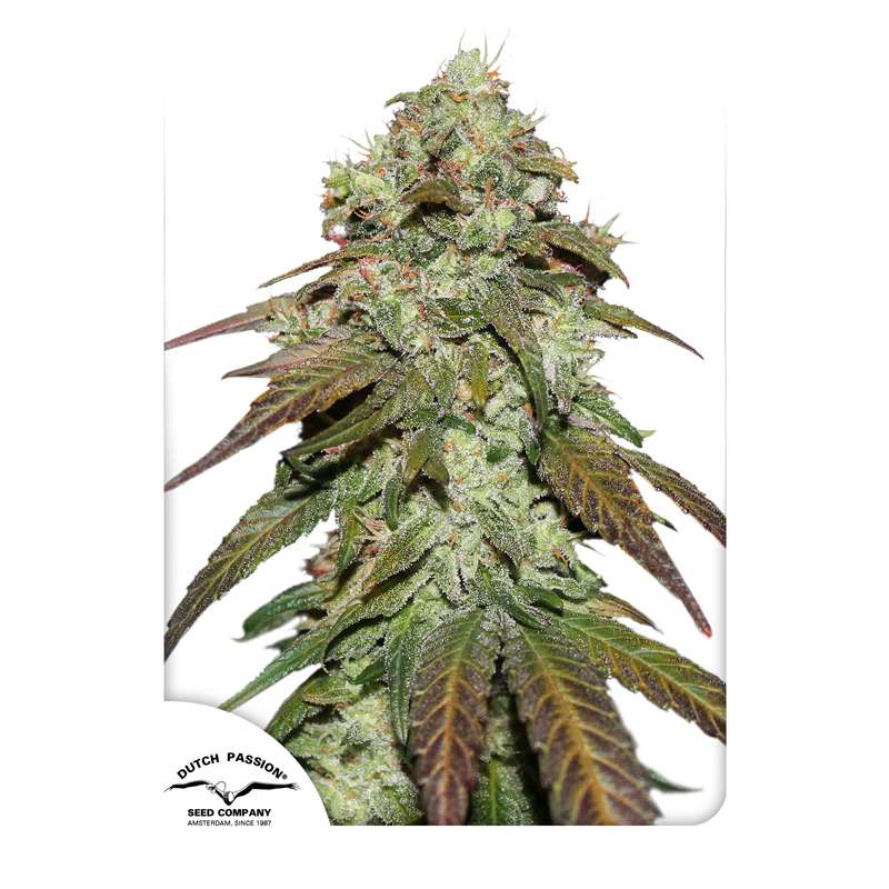 CBD Mazar - Dutch Passion - Samen