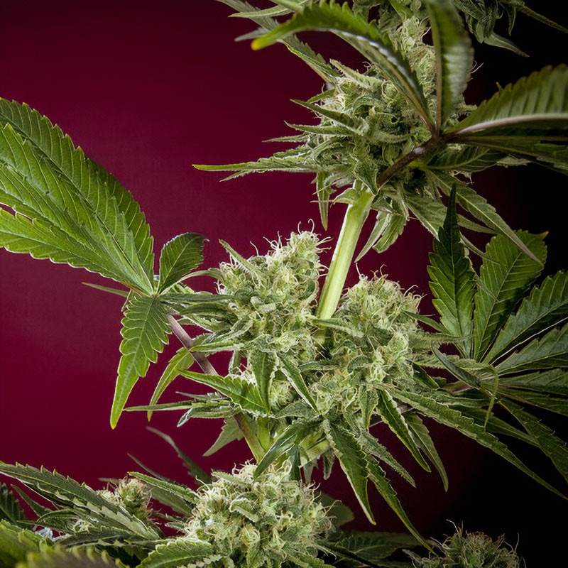 Cbd Republik Ii Reggae Seeds CBD Cannabissamen, Ansicht 3