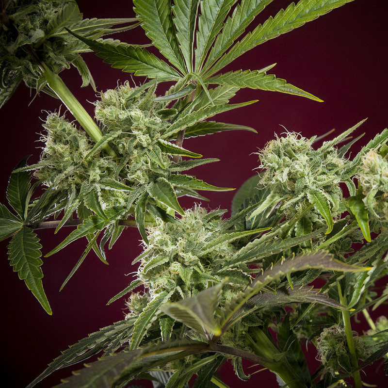 CBD Republik II - Reggae Seeds - Samen