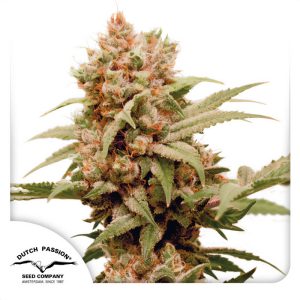 CBG-Force - Dutch Passion - Samen
