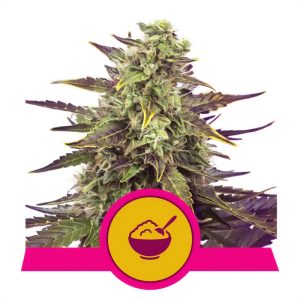 Cereal Milk - Royal Queen Seeds - feminisierte Samen