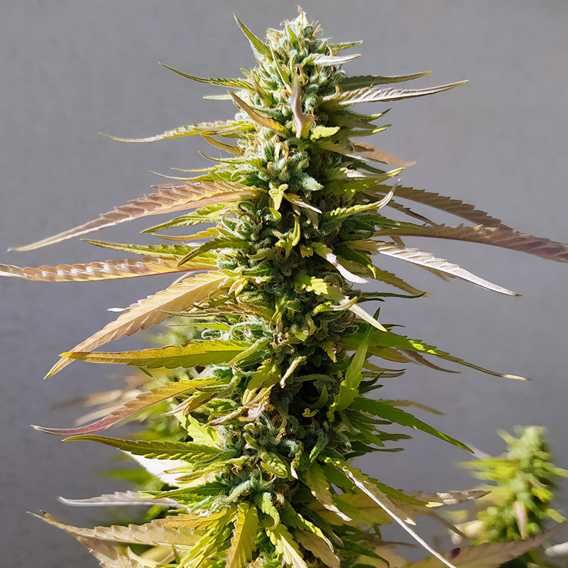 Channel Medical Seeds feminisierte Cannabissamen, Ansicht 2