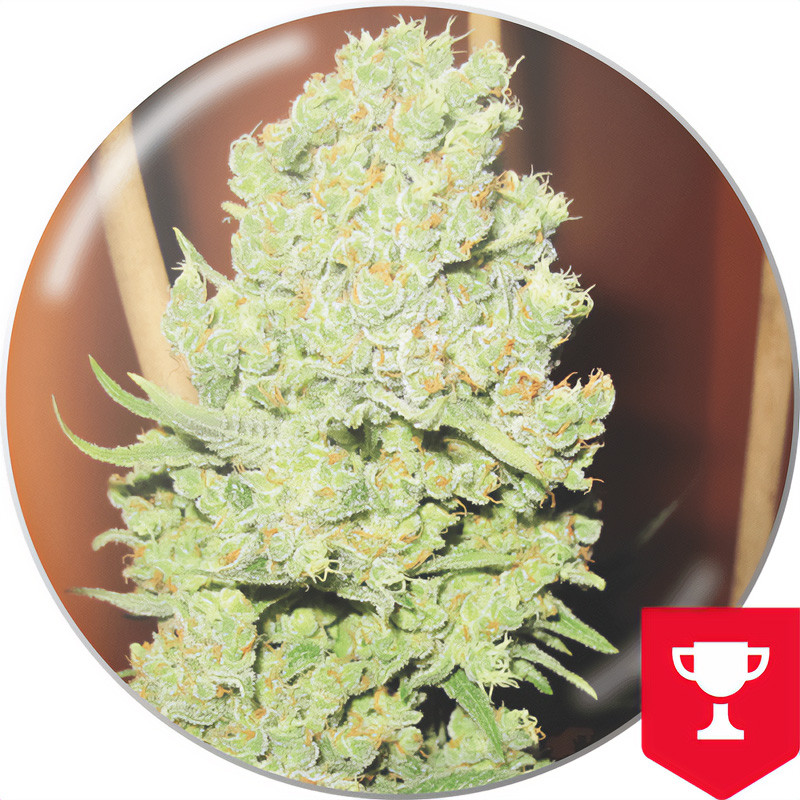 Channel + - Medical Seeds - feminisierte Samen