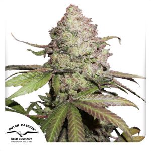 Charlotte's Angel CBD Auto - Dutch Passion - Samen