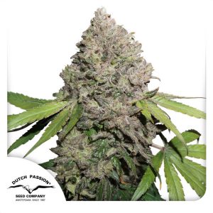 Charlotte's Angel CBD - Dutch Passion - Samen