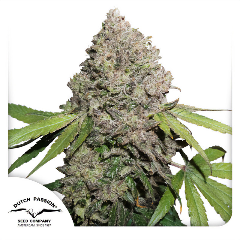 Charlotte's Angel CBD - Dutch Passion - Samen