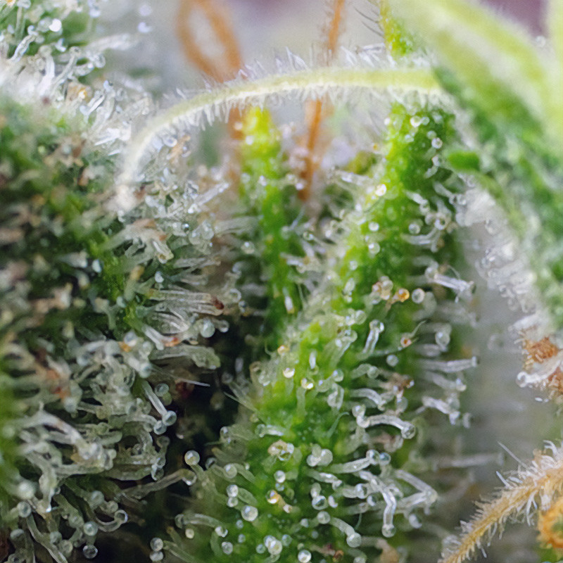 Chem Beyond Diesel Cbd Sweet Seeds CBD Cannabissamen, Ansicht 2