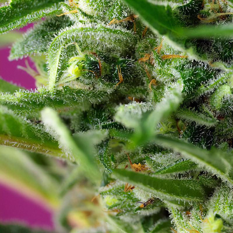 Chem Beyond Diesel Cbd Sweet Seeds CBD Cannabissamen, Ansicht 3