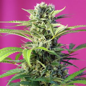 Chem Beyond Diesel CBD - Sweet Seeds - Samen