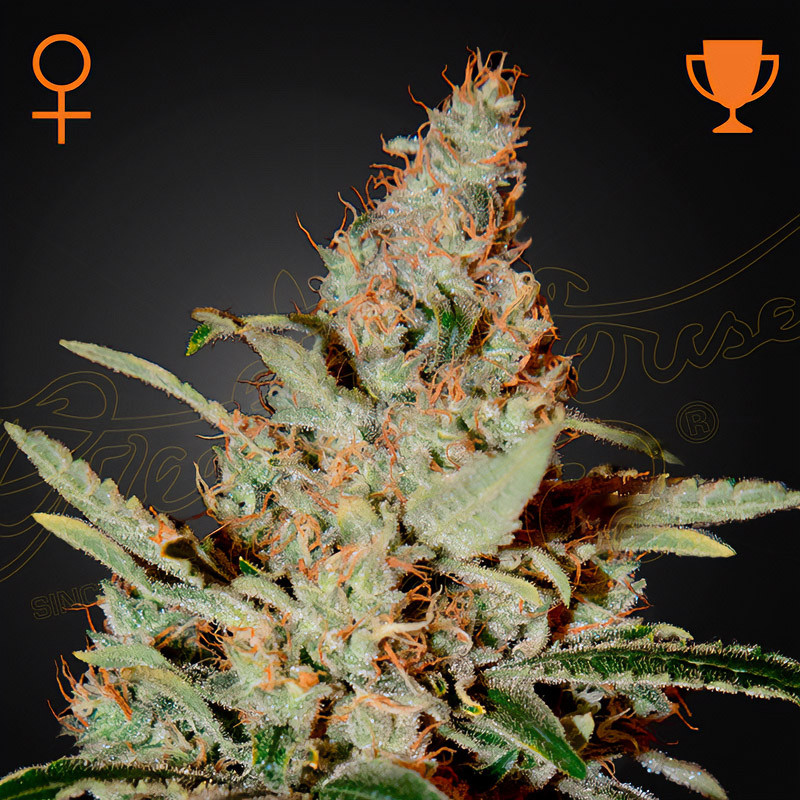 Chemdog - Green House Seeds - feminisierte Samen