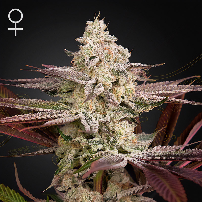 Chemical Bride - Green House Seeds - feminisierte Samen