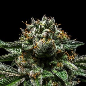 CHEMPIE - Ripper Seeds - feminisierte Samen