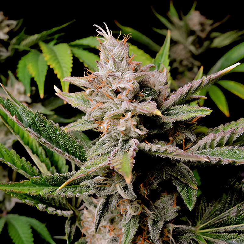 Cherry Cola Auto autoflowering Cannabissamen, Ansicht 2