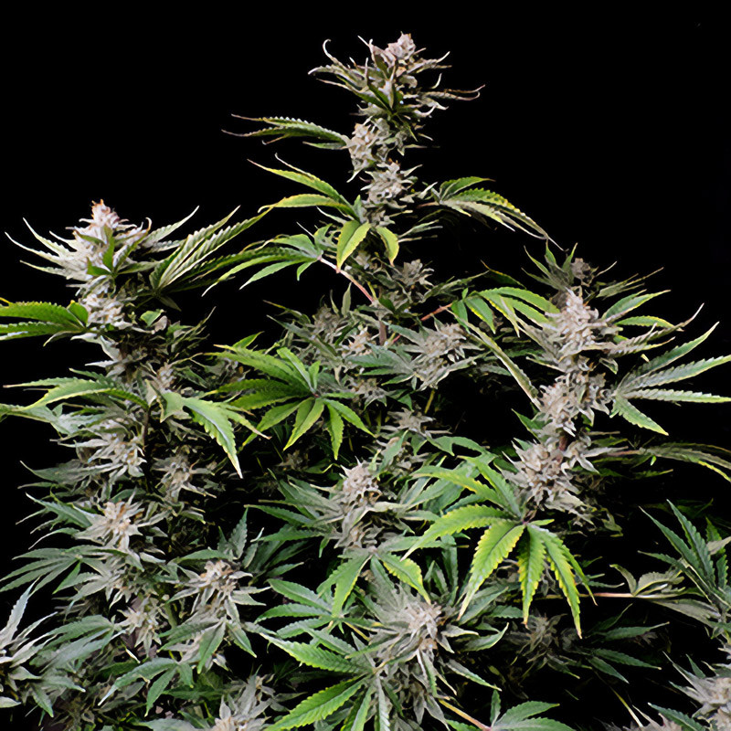Cherry Cola Auto autoflowering Cannabissamen, Ansicht 3